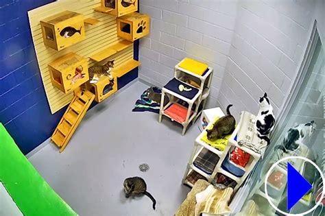 southampton animal shelter cat cam